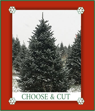 Choose and Cut trees